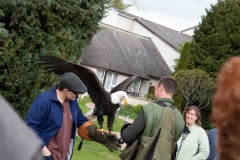 Visit-Experience-Falconry