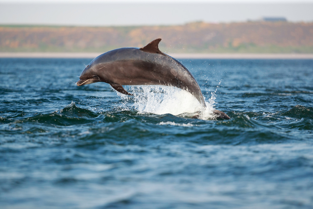 Dolphin leaping out of the water in the Moray Firth