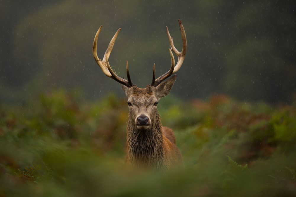 Young red deer stag in Scotland