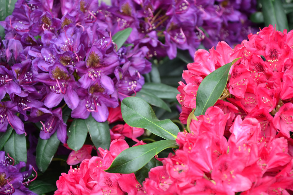 Pink and purple Rhododendron flowers