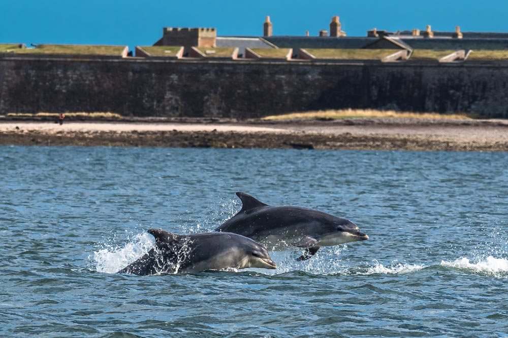 Bottlenosed dolphins in the Moray Firth Scotland