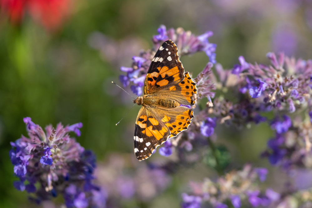 Butterfly landing on flowers in Inverness garden