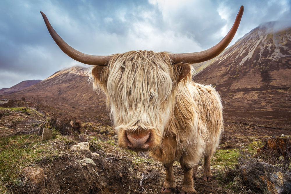 A Highland Cow staring into camera
