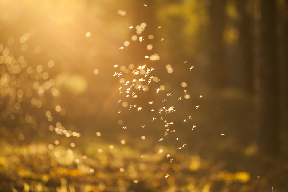 Swarm of midges