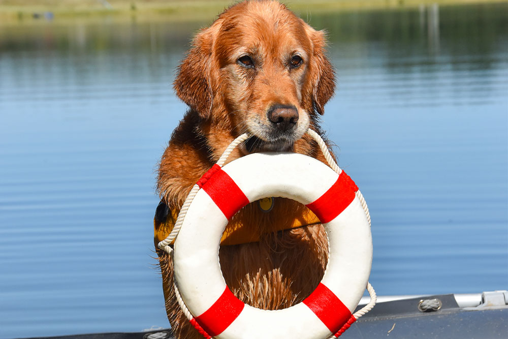 Dog on a boat holding a lifebuoy in its mouth