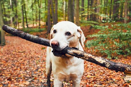 Dog with a stick running through the woods