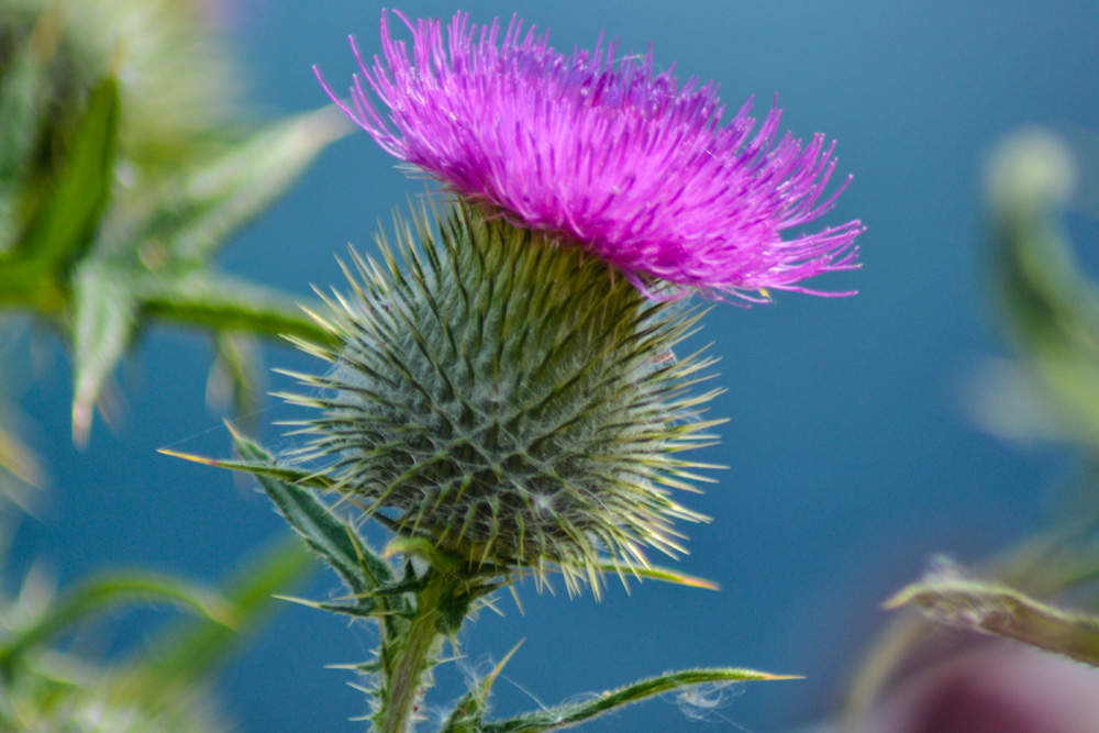 A purple thistle against the blue sky