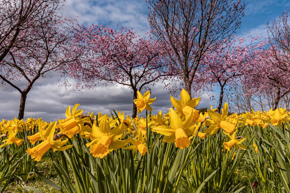 Spring daffodils in front of pink cherry blossom trees