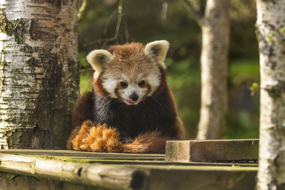 Red Panda at the Highland Wildlife Park in Scotland