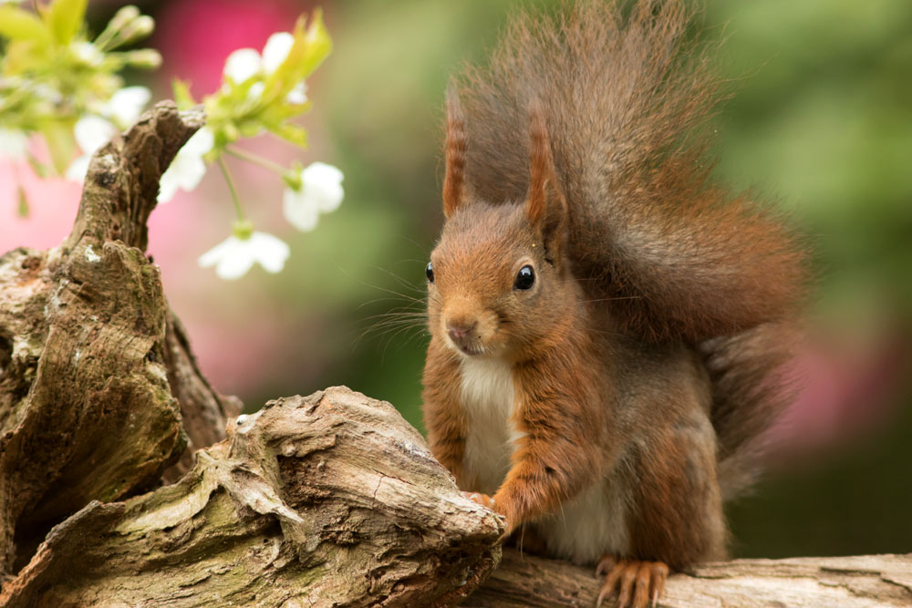 red squirrel in Scotland in spring