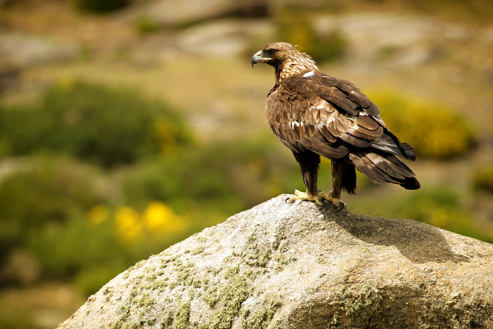 A golden eagle perched on a rock overlooking a valley