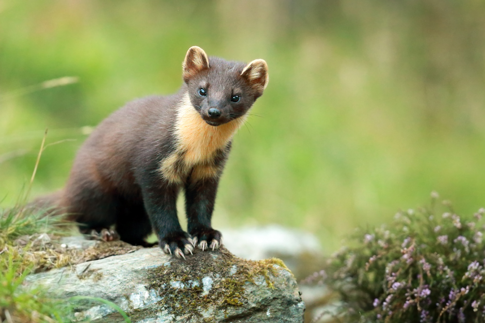 A pine marten amongst the Scottish greenery and heather