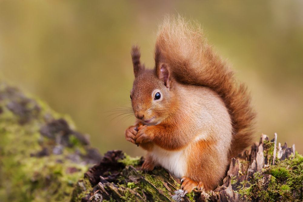 A red squirrel sitting on a branch