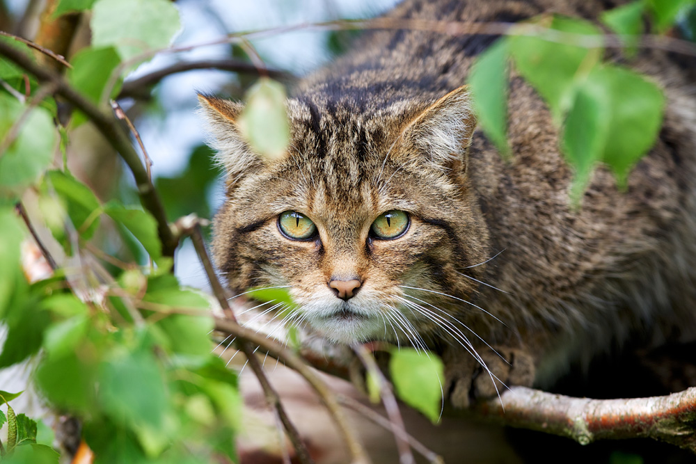 A Scottish Wildcat crawling through leaves and branches
