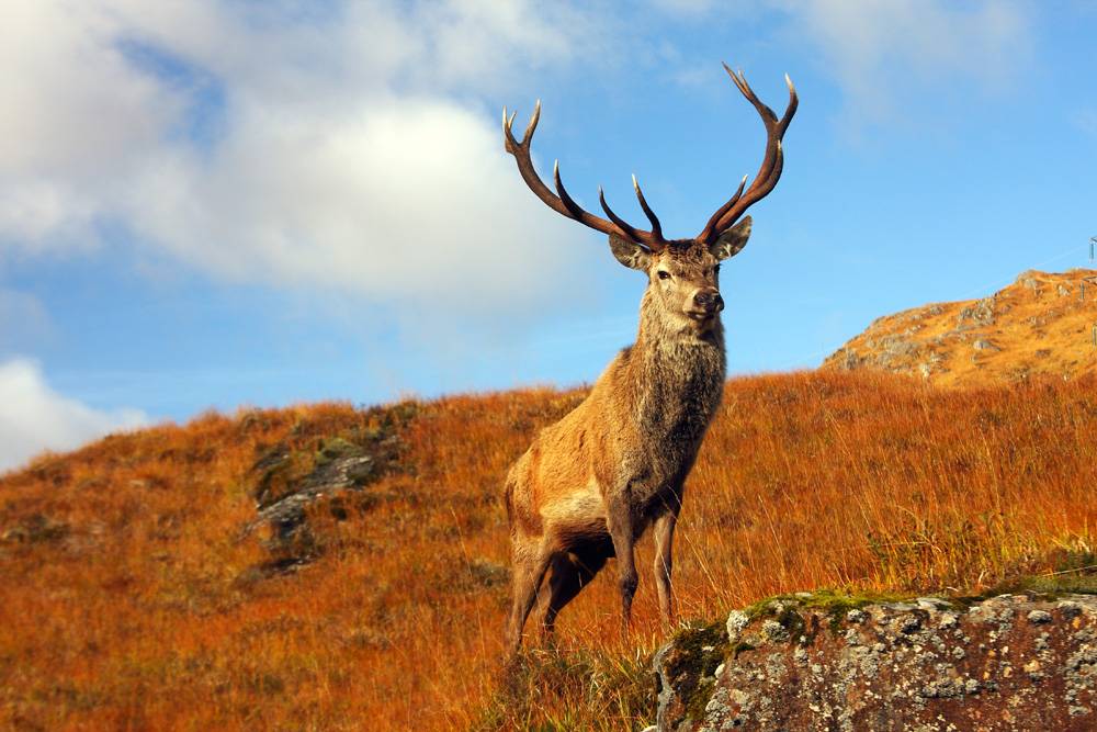 Stag in the Scottish Highlands