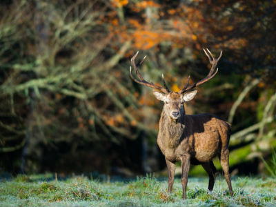 A stag deer in the Scottish Highlands
