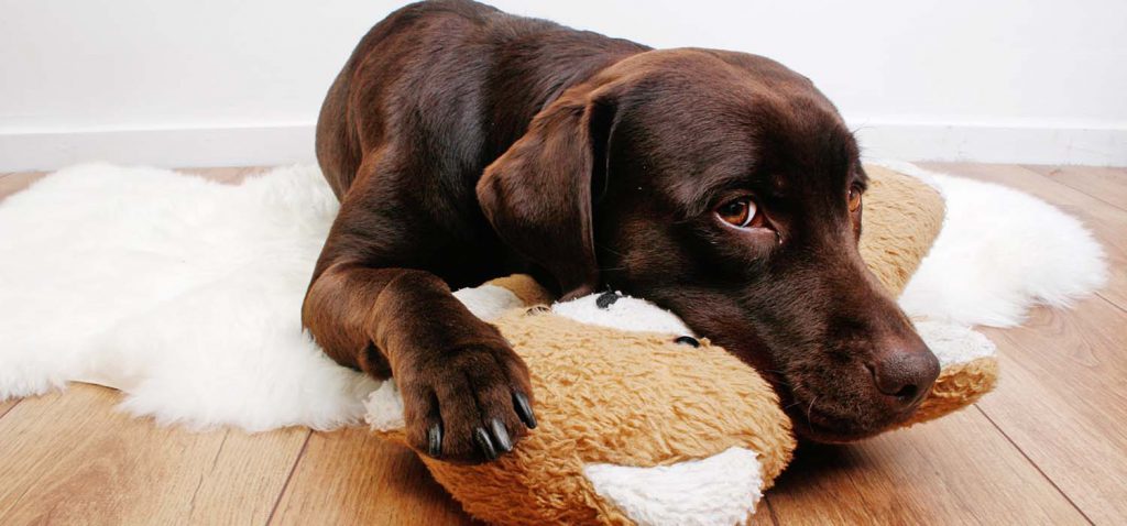 A chocolate labrador snuggled on their bed