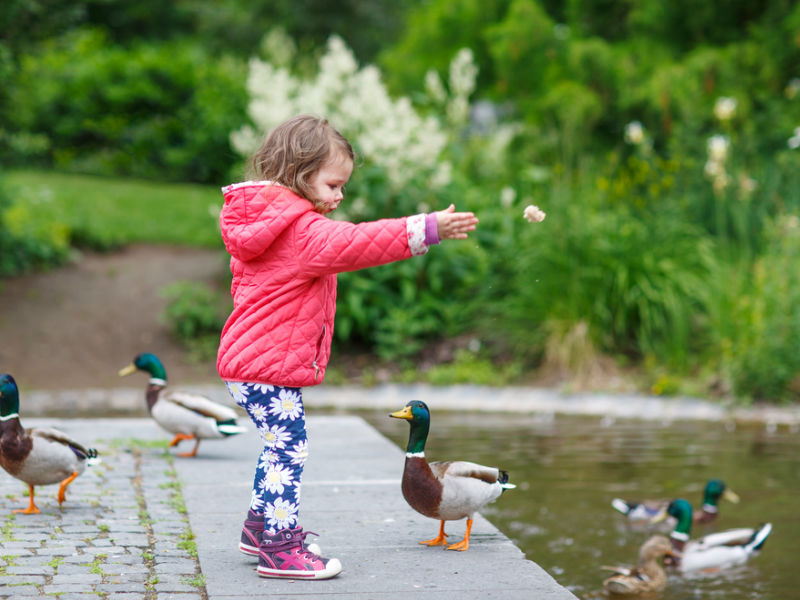 Little girl feeding ducks