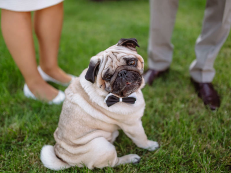 Dog with a bow-tie