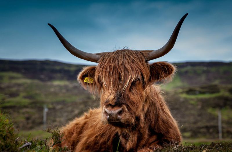 A highland cow in the Scottish Highlands.