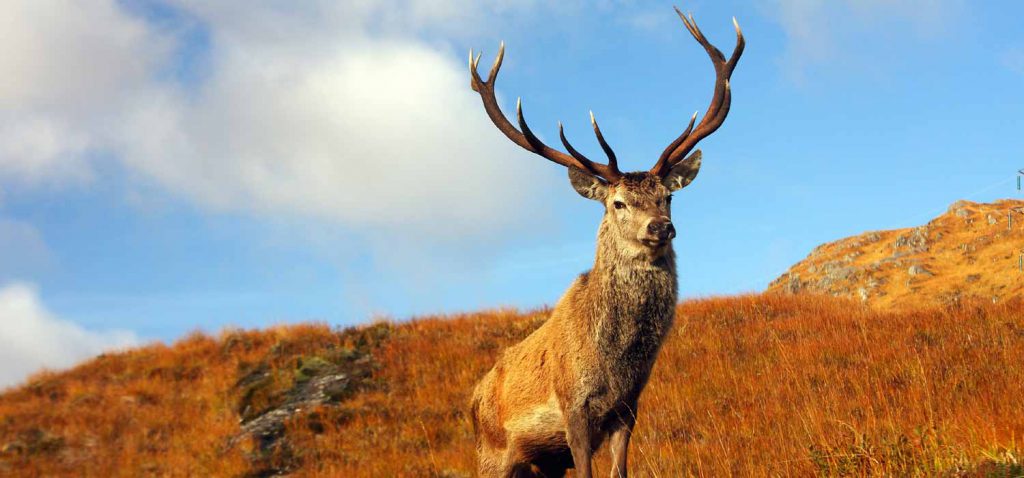 A stag in the Scottish Highlands