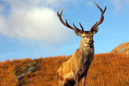 A stag in the Scottish Highlands