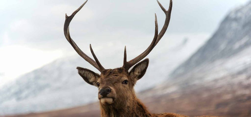 A stag in the Scottish Highlands