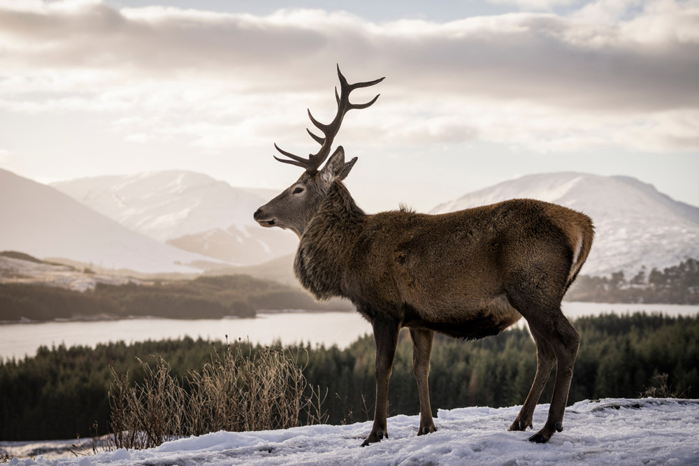 Red deer in Scotland near Inverness