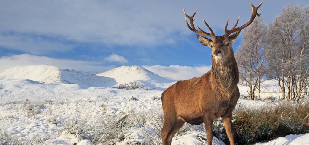 A stag standing in the foreground with the snowy hills of Inverness behind him on a bright, crisp winters day