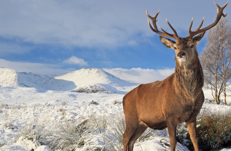 A stag standing in the foreground with the snowy hills of Inverness behind him on a bright, crisp winters day