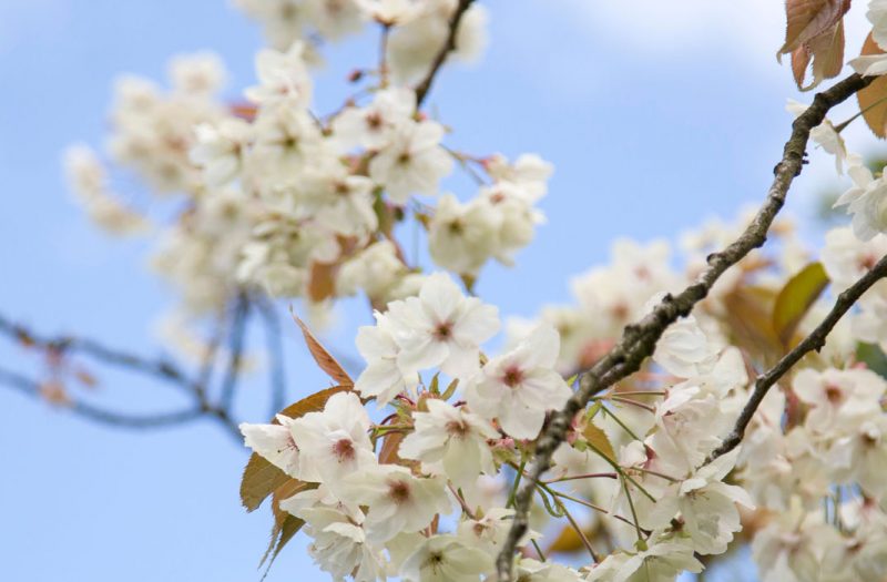 White cherry blossom against a blue sky