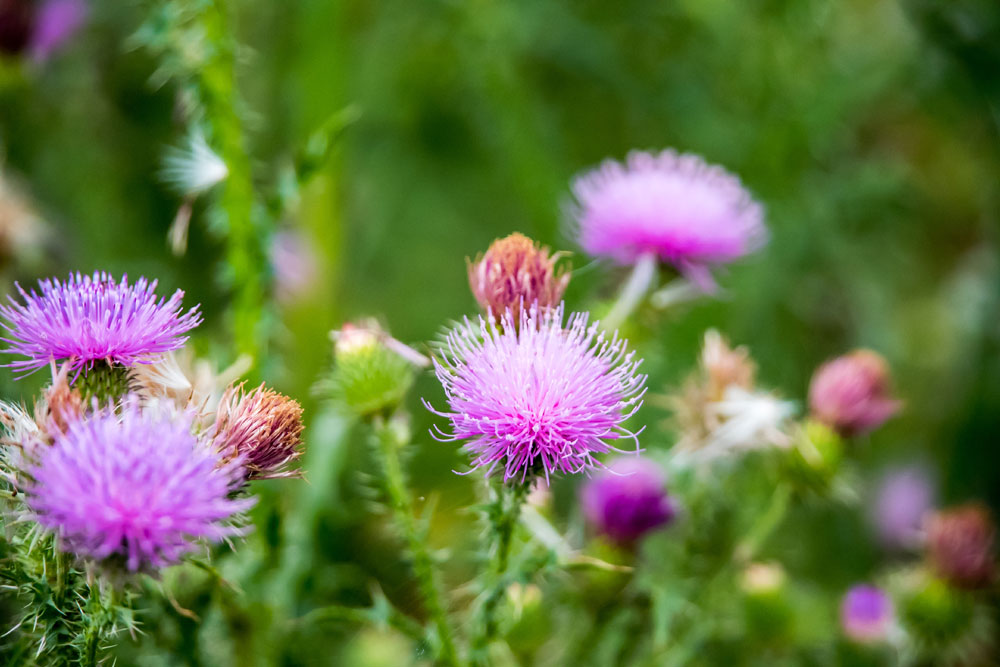 Pink Scottish thistles in spring