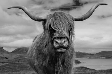 A black and white picture of a Highland Cow looking at the camera