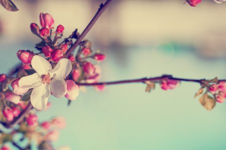 Spring Blooms on a beutiful tree with a calming background