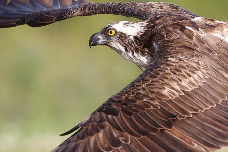 Osprey mid flight in Scotland