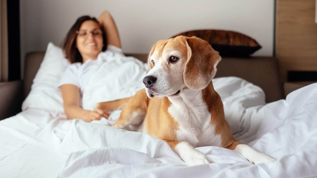 a woman with her dog laying at the foot of her bed in a hotel