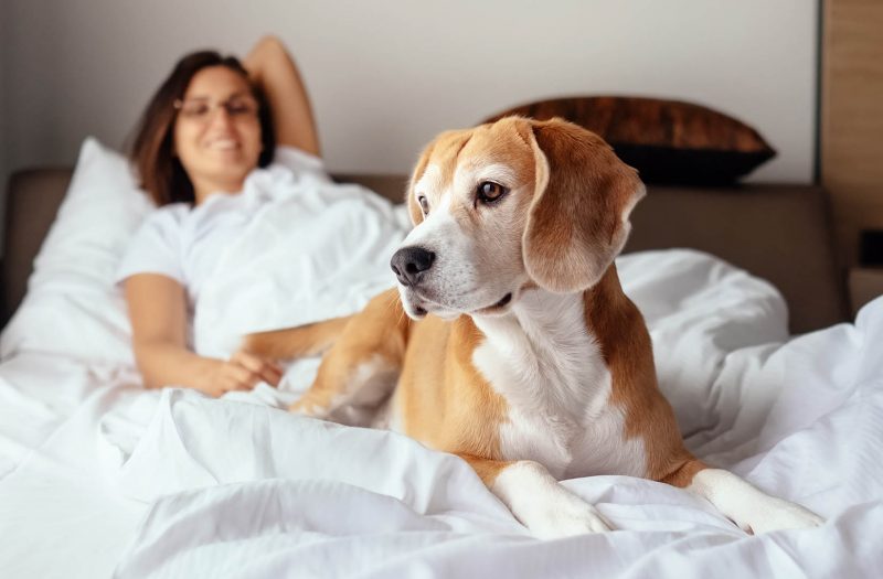 a woman with her dog laying at the foot of her bed in a hotel