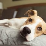 a dog on a hotel bed