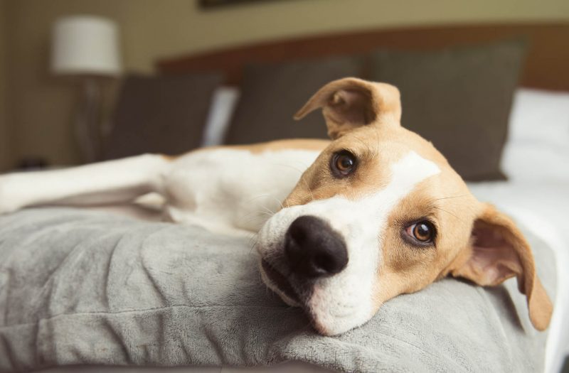 a dog on a hotel bed