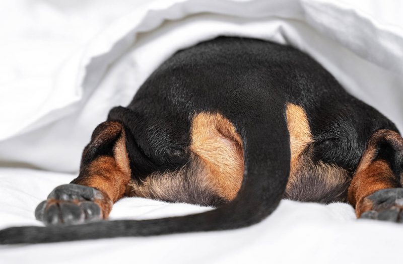 a dog's tail under a duvet