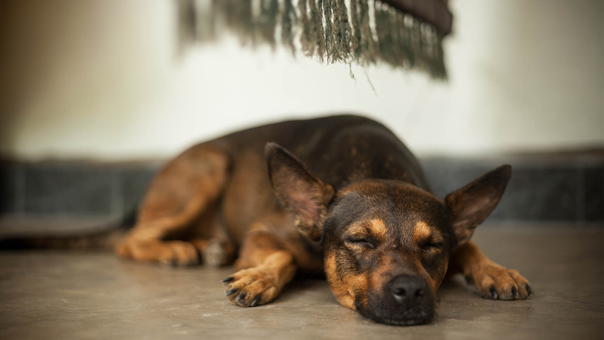 DogFriendly Hotel in Inverness, Scotland Kingsmills Hotel