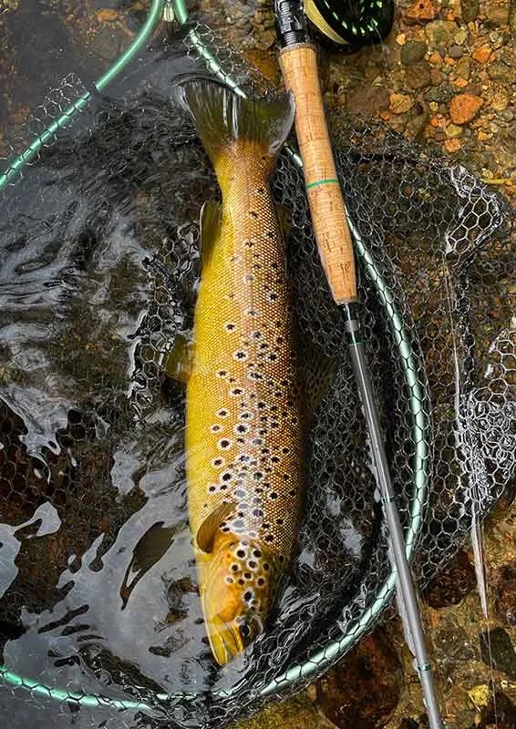Wild Brown Trout caught on the River Ness