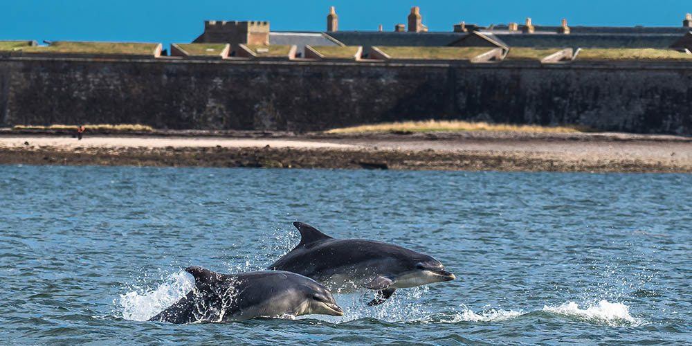 Two Bottlenose Dolphins off the Moray Firth