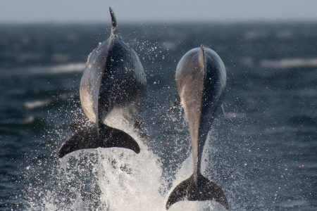 Two bottlenose dolphins leaping out of the Moray Firth