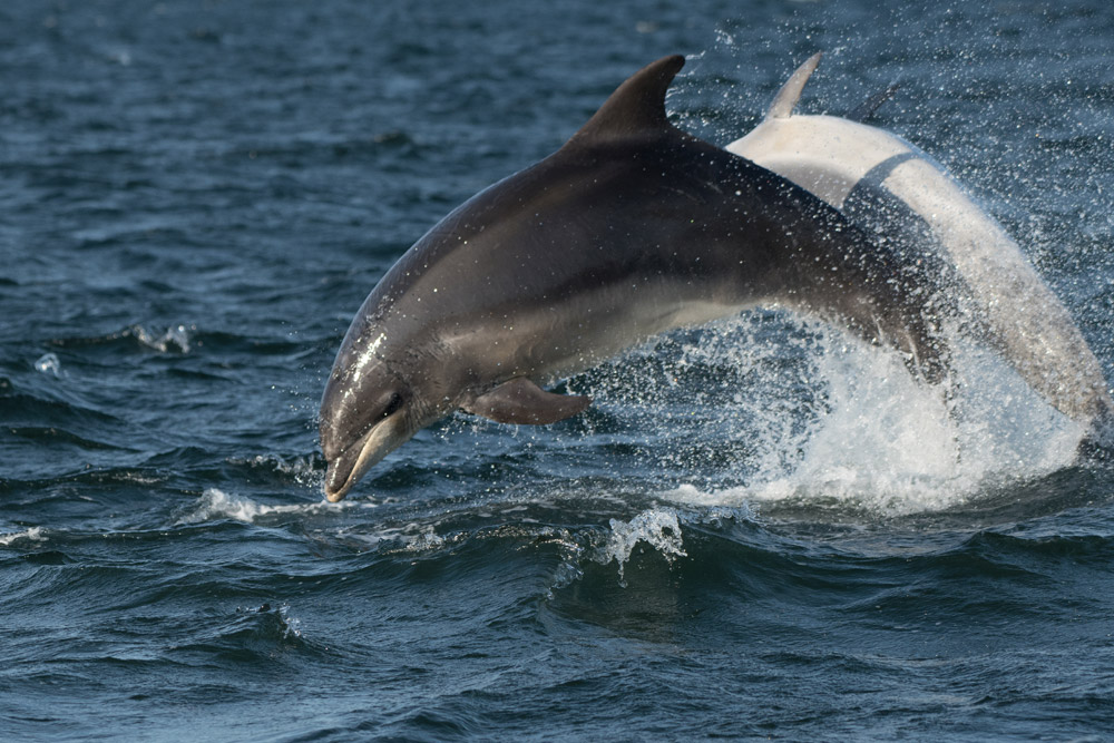Dolphins in Scotland leaping out of the water