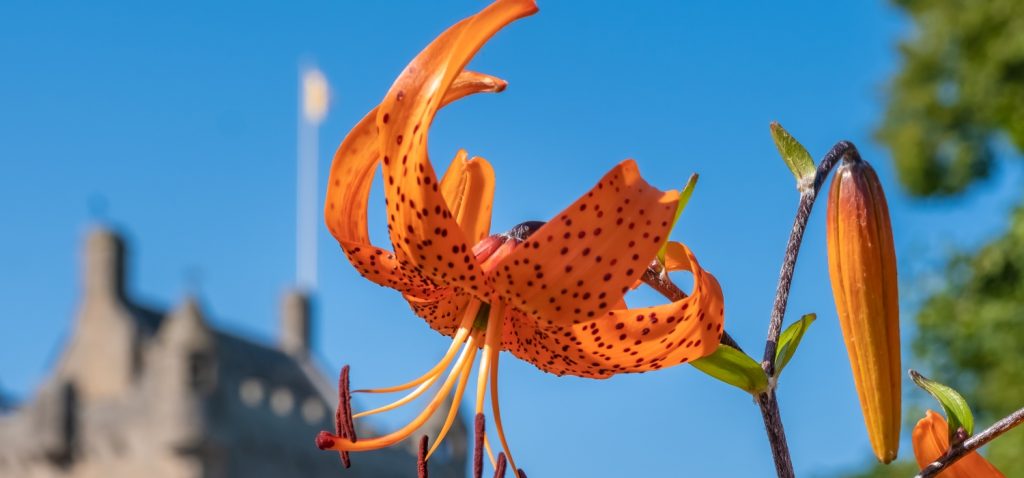 An image of an orange flower