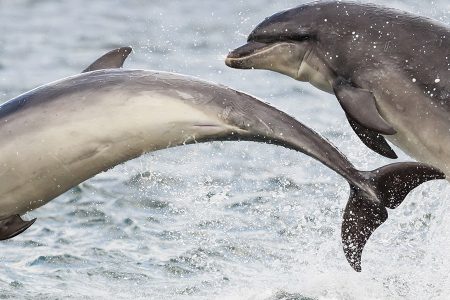 Dolphins playing on the Moray Firth