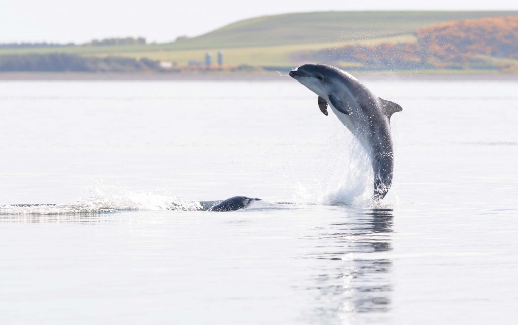 Wild dolphins playing in the Moray Firth in Inverness