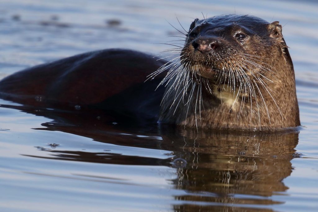 An otter in the water