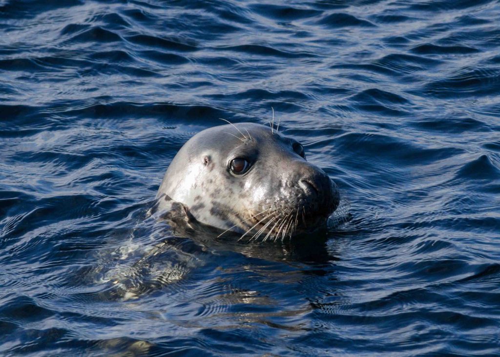 A seal with its head popping out of the water